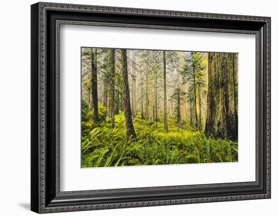 Redwood Trees in Morning Fog with Sunrays-Terry Eggers-Framed Photographic Print