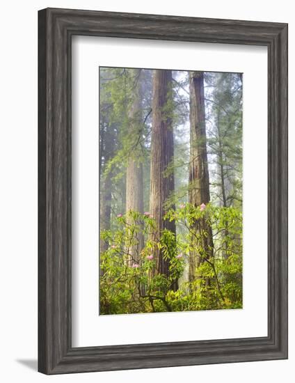 Redwood Trees in Morning Fog with Sunrays-Terry Eggers-Framed Photographic Print