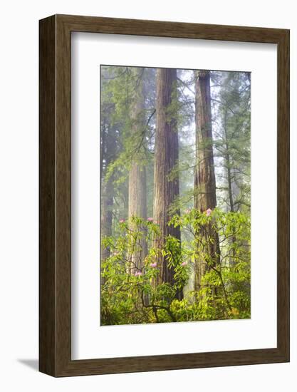 Redwood Trees in Morning Fog with Sunrays-Terry Eggers-Framed Photographic Print