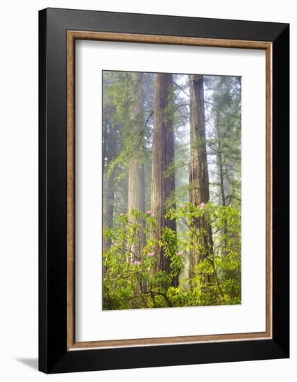 Redwood Trees in Morning Fog with Sunrays-Terry Eggers-Framed Photographic Print