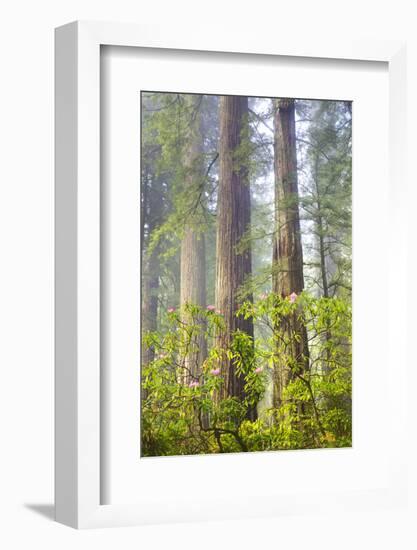 Redwood Trees in Morning Fog with Sunrays-Terry Eggers-Framed Photographic Print