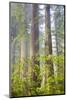 Redwood Trees in Morning Fog with Sunrays-Terry Eggers-Mounted Photographic Print