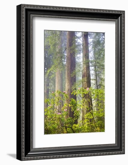 Redwood Trees in Morning Fog with Sunrays-Terry Eggers-Framed Photographic Print