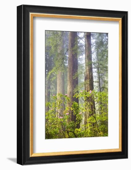 Redwood Trees in Morning Fog with Sunrays-Terry Eggers-Framed Photographic Print