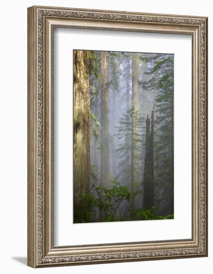 Redwood Trees in Morning Fog with Sunrays-Terry Eggers-Framed Photographic Print