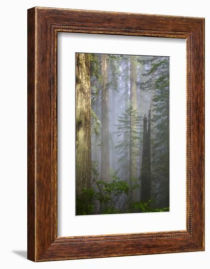 Redwood Trees in Morning Fog with Sunrays-Terry Eggers-Framed Photographic Print