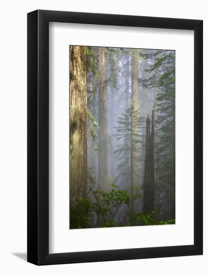 Redwood Trees in Morning Fog with Sunrays-Terry Eggers-Framed Photographic Print