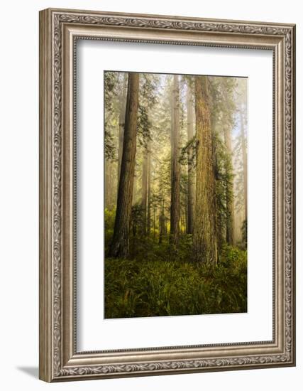 Redwood Trees in Morning Fog with Sunrays-Terry Eggers-Framed Photographic Print