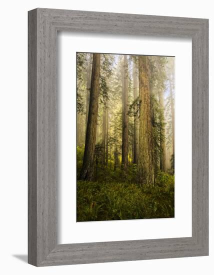 Redwood Trees in Morning Fog with Sunrays-Terry Eggers-Framed Photographic Print