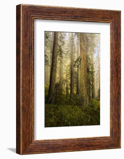 Redwood Trees in Morning Fog with Sunrays-Terry Eggers-Framed Photographic Print