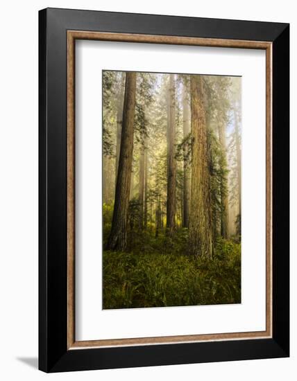 Redwood Trees in Morning Fog with Sunrays-Terry Eggers-Framed Photographic Print