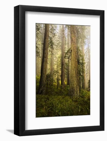 Redwood Trees in Morning Fog with Sunrays-Terry Eggers-Framed Photographic Print