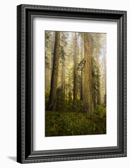 Redwood Trees in Morning Fog with Sunrays-Terry Eggers-Framed Photographic Print