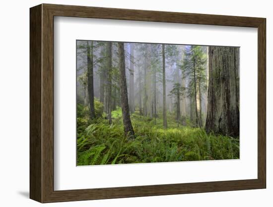 Redwood Trees in Morning Fog with Sunrays-Terry Eggers-Framed Photographic Print