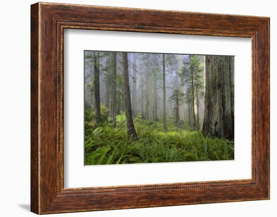 Redwood Trees in Morning Fog with Sunrays-Terry Eggers-Framed Photographic Print