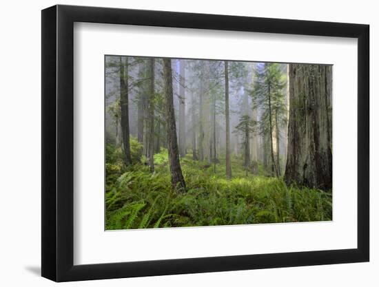 Redwood Trees in Morning Fog with Sunrays-Terry Eggers-Framed Photographic Print