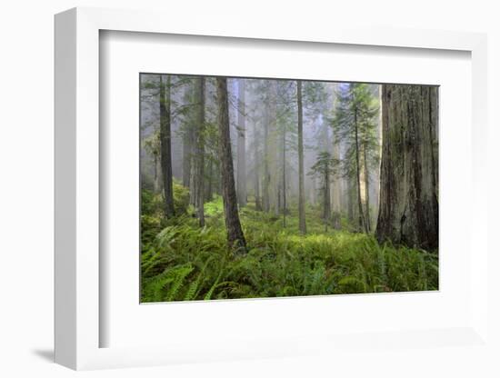 Redwood Trees in Morning Fog with Sunrays-Terry Eggers-Framed Photographic Print