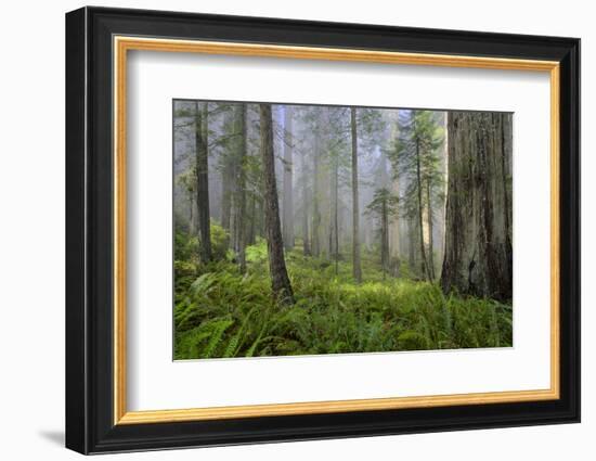 Redwood Trees in Morning Fog with Sunrays-Terry Eggers-Framed Photographic Print