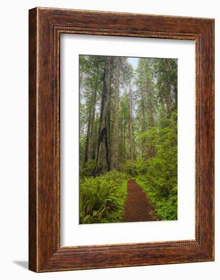 Redwood Trees in Morning Fog with Sunrays-Terry Eggers-Framed Photographic Print