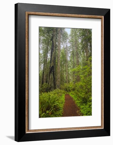 Redwood Trees in Morning Fog with Sunrays-Terry Eggers-Framed Photographic Print