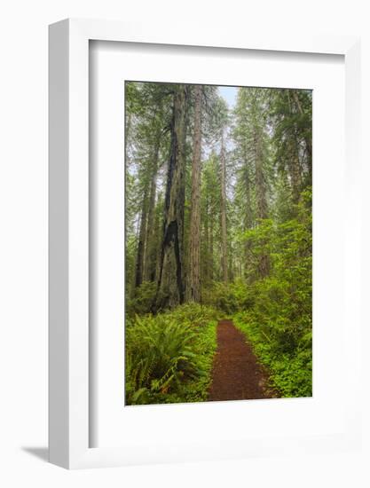 Redwood Trees in Morning Fog with Sunrays-Terry Eggers-Framed Photographic Print