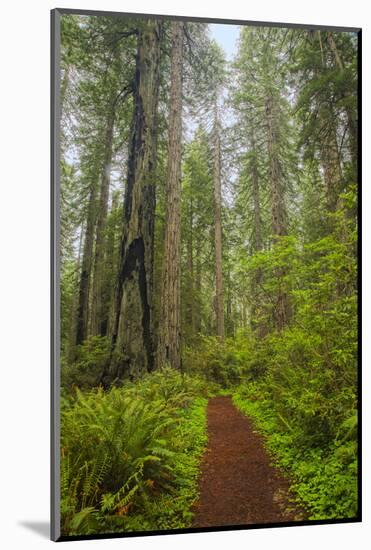 Redwood Trees in Morning Fog with Sunrays-Terry Eggers-Mounted Photographic Print