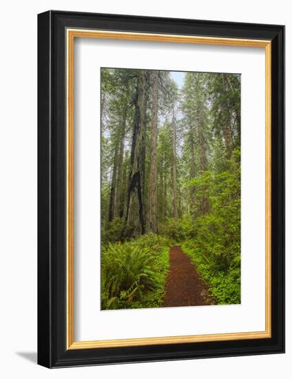 Redwood Trees in Morning Fog with Sunrays-Terry Eggers-Framed Photographic Print