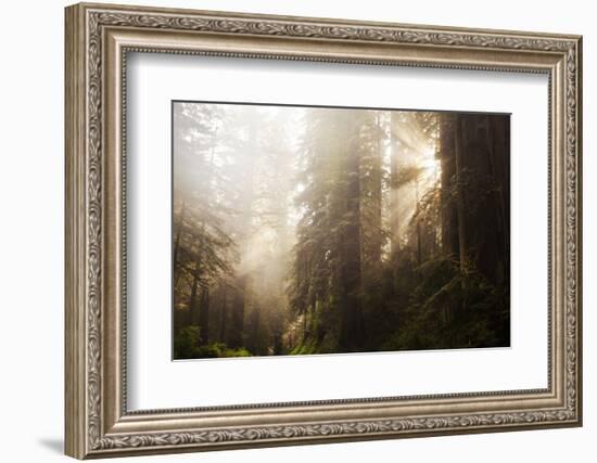 Redwood Trees in Morning Fog with Sunrays-Terry Eggers-Framed Photographic Print