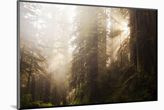 Redwood Trees in Morning Fog with Sunrays-Terry Eggers-Mounted Photographic Print