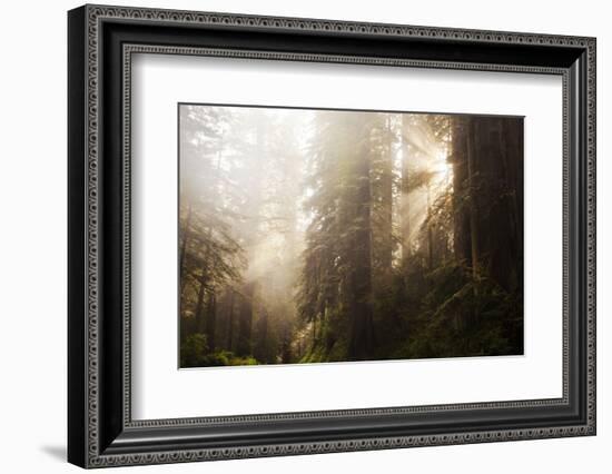 Redwood Trees in Morning Fog with Sunrays-Terry Eggers-Framed Photographic Print