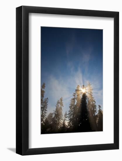 Redwood Trees in Morning Fog with Sunrays-Terry Eggers-Framed Photographic Print