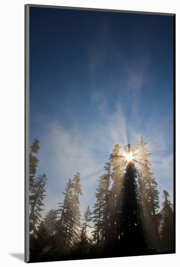 Redwood Trees in Morning Fog with Sunrays-Terry Eggers-Mounted Photographic Print