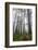 Redwood Trees in Morning Fog with Sunrays-Terry Eggers-Framed Photographic Print