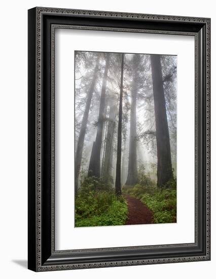 Redwood Trees in Morning Fog with Sunrays-Terry Eggers-Framed Photographic Print