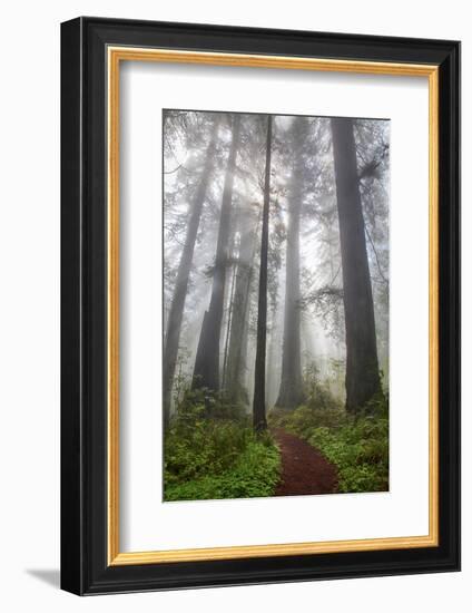 Redwood Trees in Morning Fog with Sunrays-Terry Eggers-Framed Photographic Print