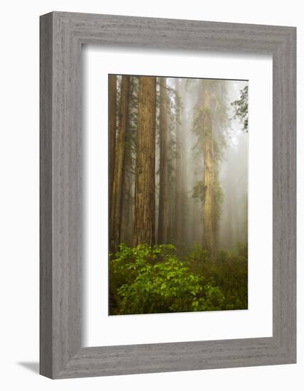 Redwood Trees in Morning Fog with Sunrays-Terry Eggers-Framed Photographic Print