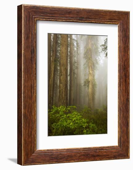 Redwood Trees in Morning Fog with Sunrays-Terry Eggers-Framed Photographic Print