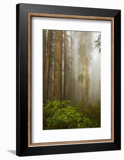 Redwood Trees in Morning Fog with Sunrays-Terry Eggers-Framed Photographic Print