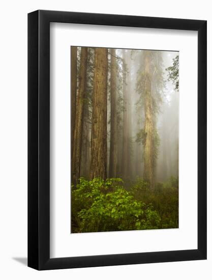 Redwood Trees in Morning Fog with Sunrays-Terry Eggers-Framed Photographic Print