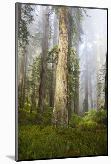 Redwood Trees in Morning Fog with Sunrays-Terry Eggers-Mounted Photographic Print