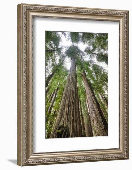 Redwood Trees in Morning Fog with Sunrays-Terry Eggers-Framed Photographic Print