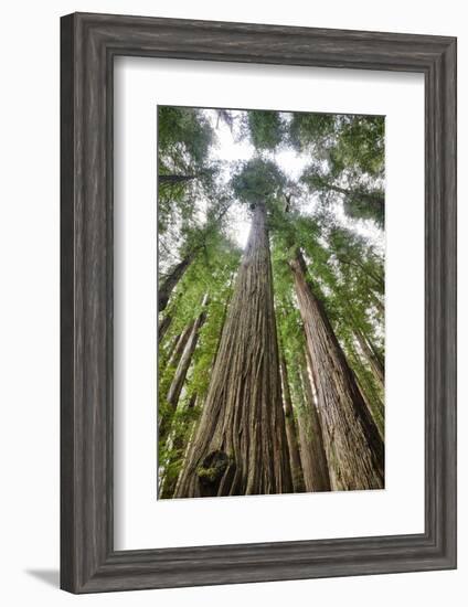 Redwood Trees in Morning Fog with Sunrays-Terry Eggers-Framed Photographic Print