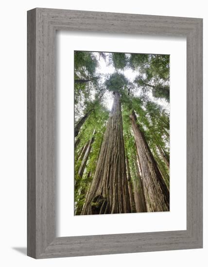 Redwood Trees in Morning Fog with Sunrays-Terry Eggers-Framed Photographic Print