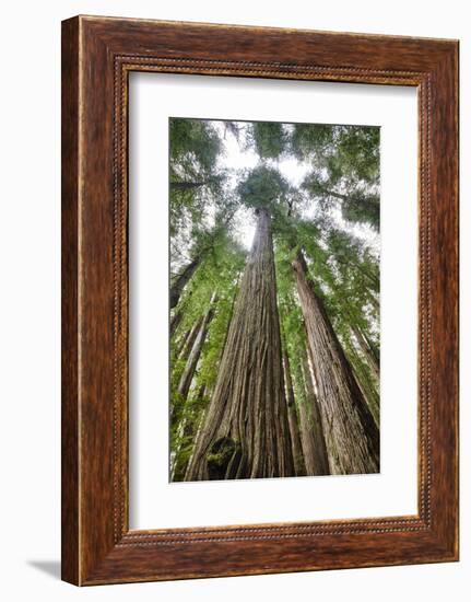 Redwood Trees in Morning Fog with Sunrays-Terry Eggers-Framed Photographic Print