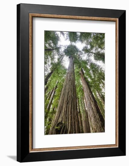 Redwood Trees in Morning Fog with Sunrays-Terry Eggers-Framed Photographic Print