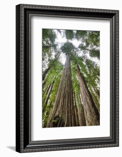 Redwood Trees in Morning Fog with Sunrays-Terry Eggers-Framed Photographic Print