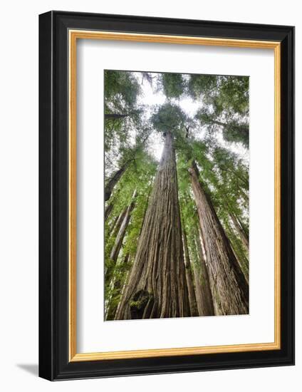 Redwood Trees in Morning Fog with Sunrays-Terry Eggers-Framed Photographic Print