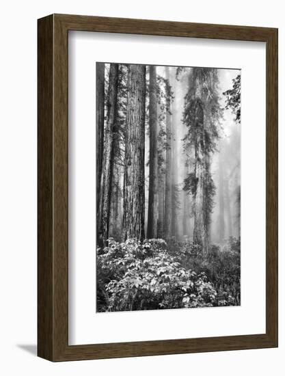 Redwood Trees in Morning Fog with Sunrays-Terry Eggers-Framed Photographic Print