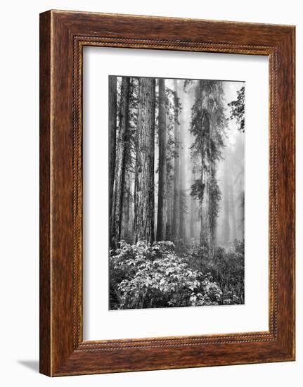 Redwood Trees in Morning Fog with Sunrays-Terry Eggers-Framed Photographic Print