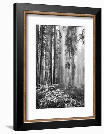 Redwood Trees in Morning Fog with Sunrays-Terry Eggers-Framed Photographic Print